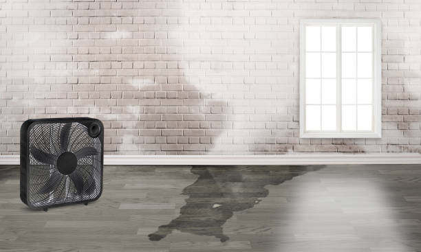Best Flood damage cleanup  in Olney, MD